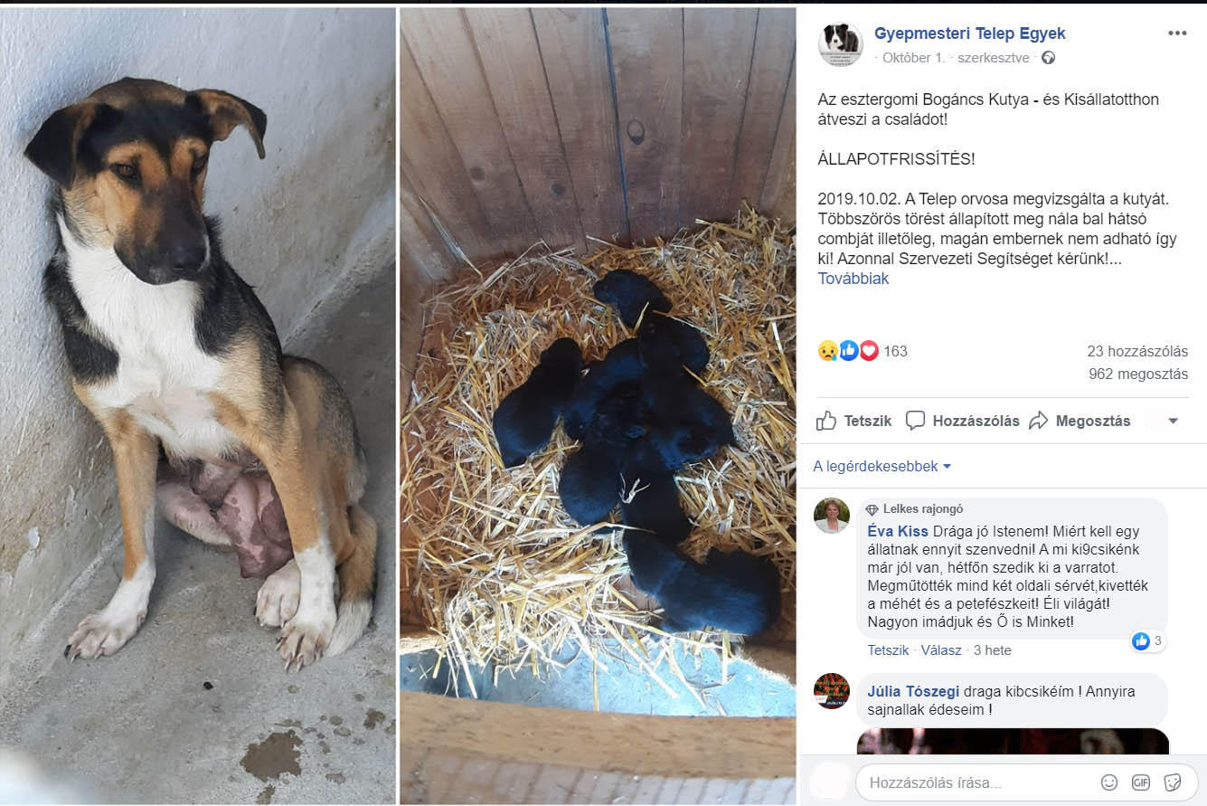 Kutyák a halálsoron