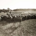 Hortobágy - birkanyáj - 1935