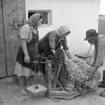 birka - pásztor - 1949