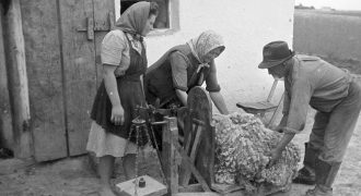 birka - pásztor - 1949