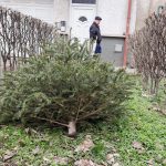 vízkereszt - karácsonyfa - fenyő