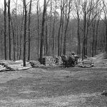 Fakitermelés 1958