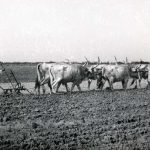 szántás hatökör