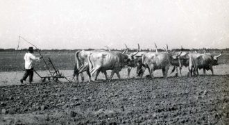 szántás hatökör