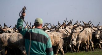 Kihajtás Hortobágyon járvány idején
