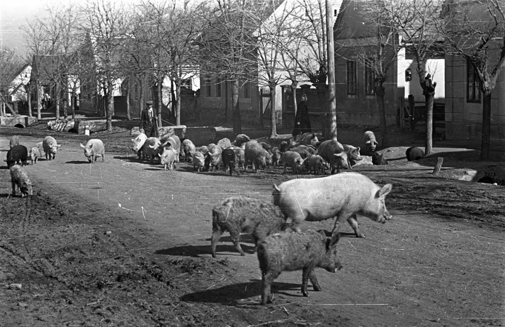 sertés disznó malac csürhe 1954