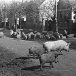 sertés disznó malac csürhe 1954