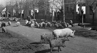 sertés disznó malac csürhe 1954