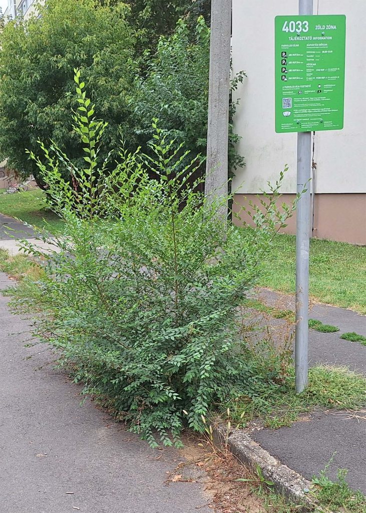 Poroszlay út - parkolás
