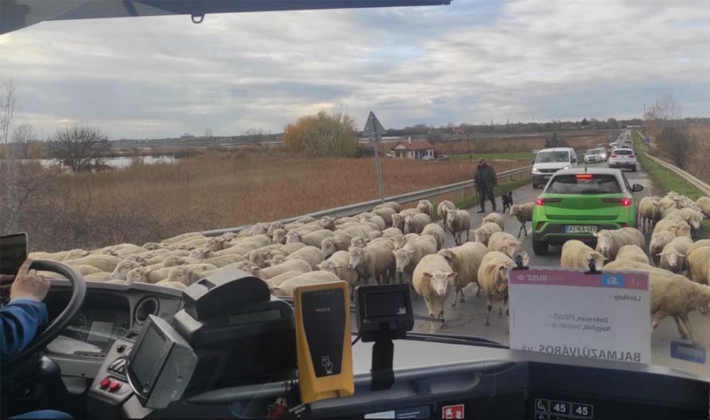 Balmazújváros - birka - nyáj - közlekedés