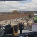 Balmazújváros - birka - nyáj - közlekedés