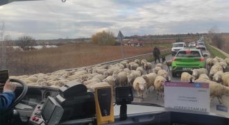 Balmazújváros - birka - nyáj - közlekedés