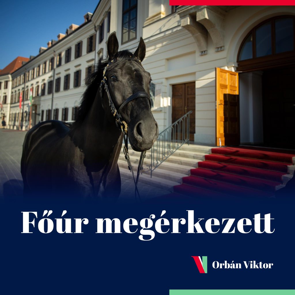 Főúr, a nóniusz Törökországban