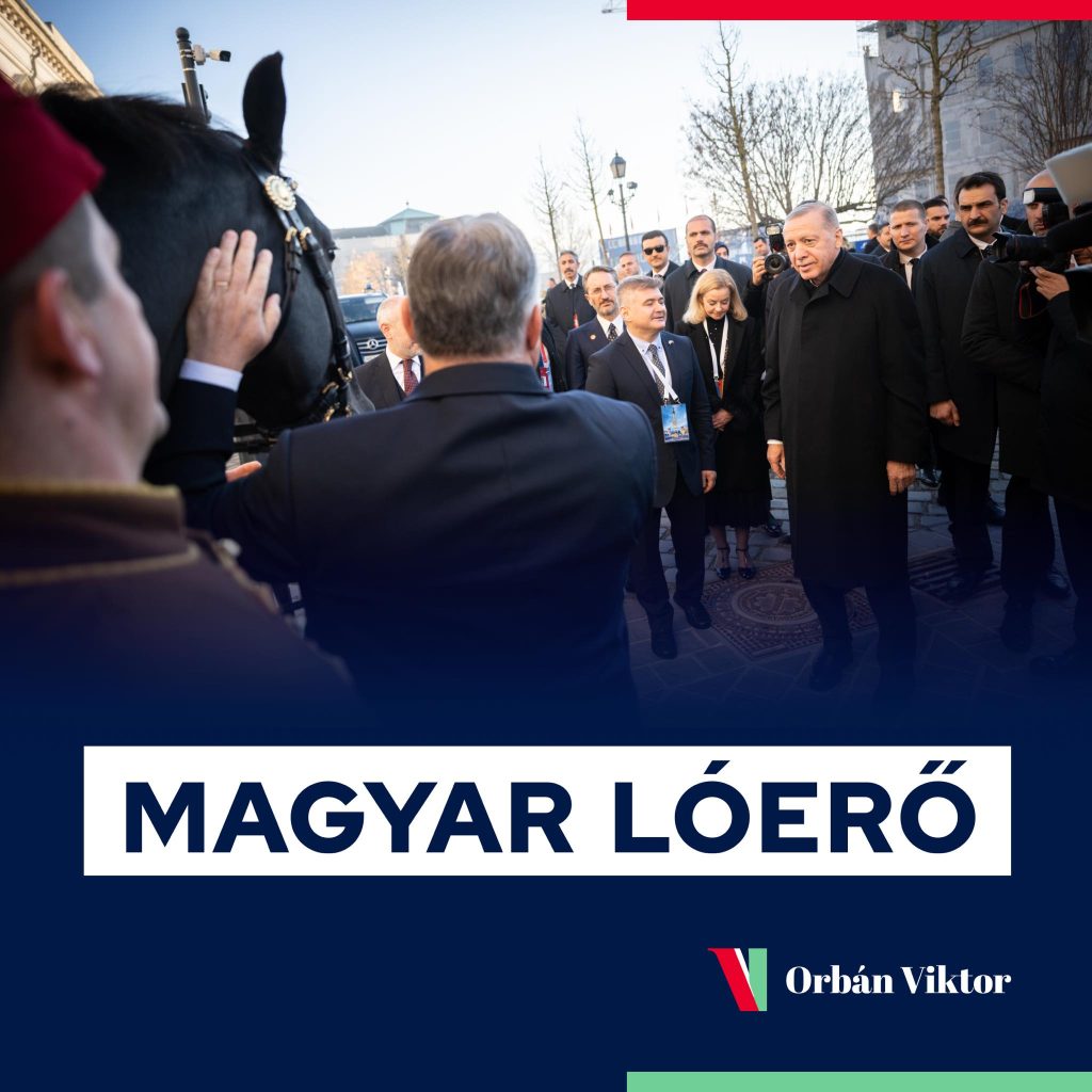 Főúr, a nóniusz Törökországban