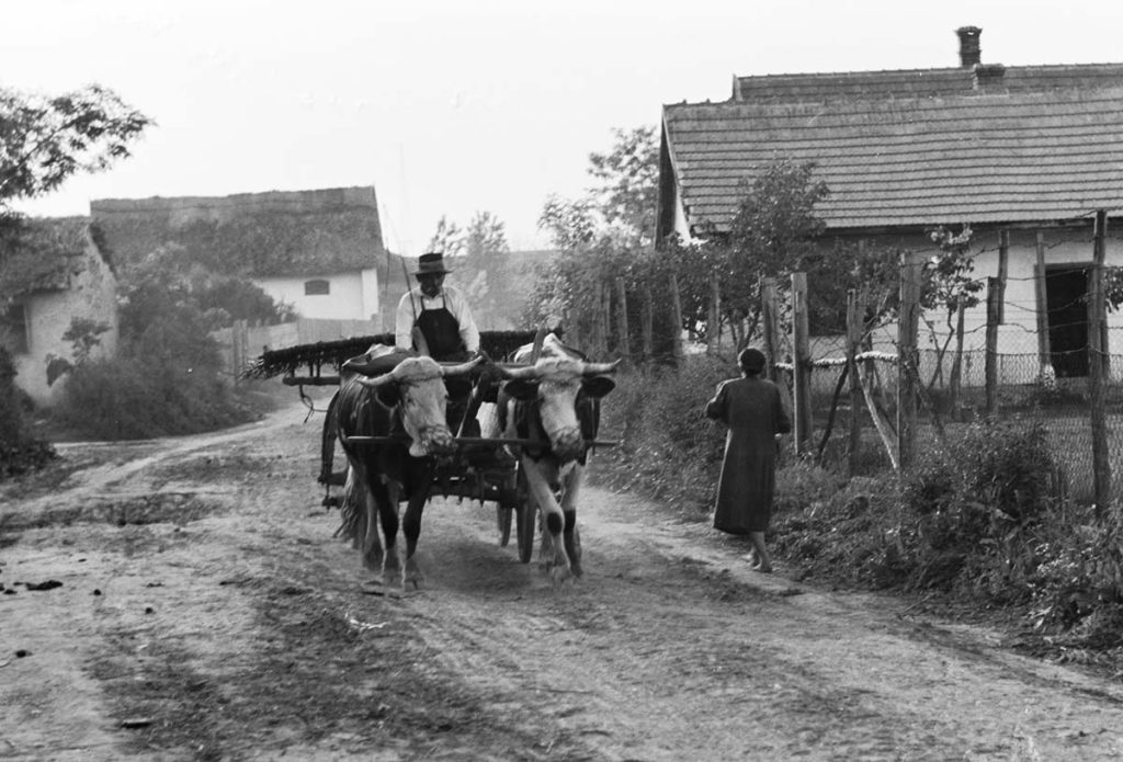 tehenes szekér